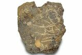 Hadrosaur (Edmontosaurus) Vertebra Centrum - Montana #316918-3